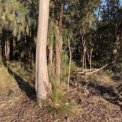 Xanthorrhoea media, photographed by prossington