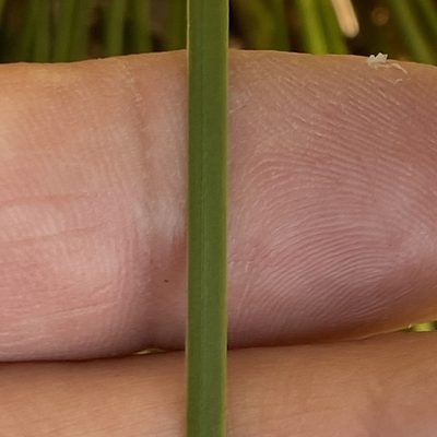 Xanthorrhoea media, photographed by prossington