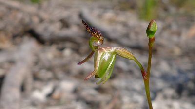 Caleana minor, photographed by John Tann