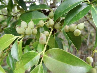 Pentaphylax euryoides, photographed by Toby Y