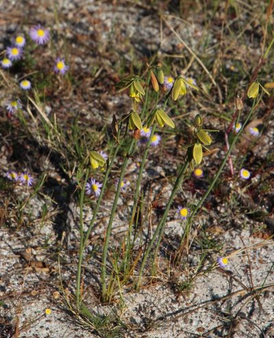 Albuca flaccida, photographed by Tony Rebelo