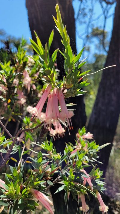 Styphelia triflora, photographed by Eamonn Culhane