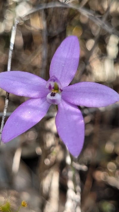 Caladenia minorata, photographed by Eamonn Culhane