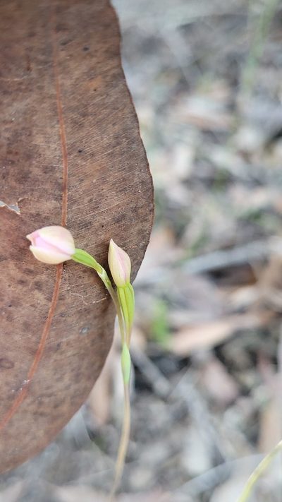 Thelymitra carnea, photographed by Eamonn Culhane