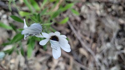 Osteospermum ecklonis, photographed by Eamonn Culhane