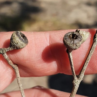 Eucalyptus haemastoma, photographed by ronavery
