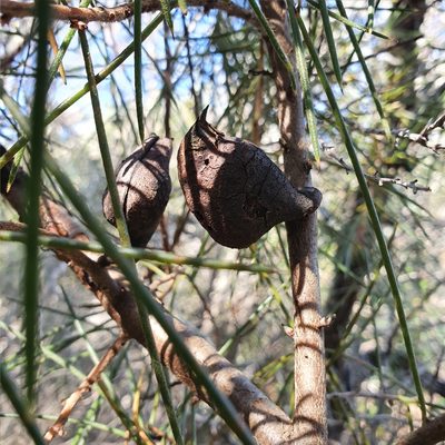 Hakea gibbosa, photographed by ronavery