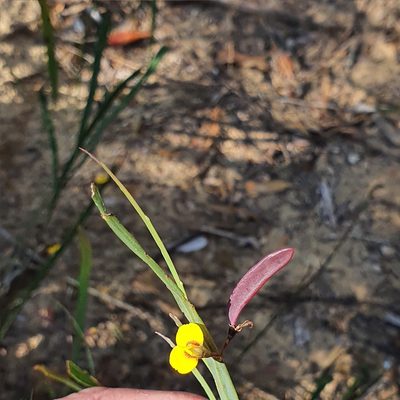 Bossiaea ensata, photographed by ronavery