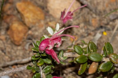 Grevillea lavandulacea, photographed by T. Hammer