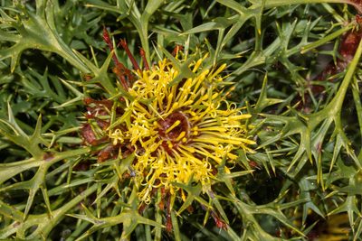 Isopogon ceratophyllus, photographed by T. Hammer