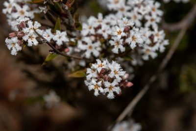 Leucopogon virgatus, photographed by T. Hammer