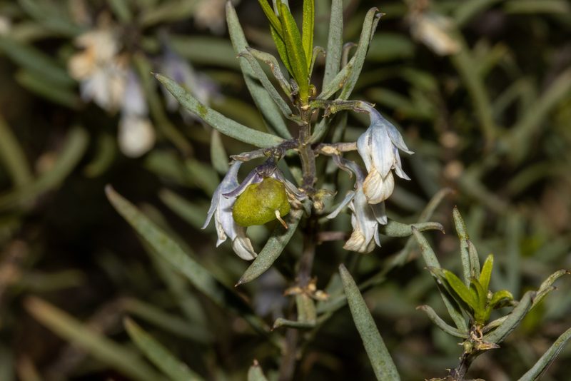 Pigea floribunda, photographed by T. Hammer