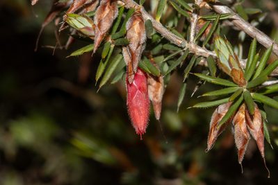 Stenanthera conostephioides, photographed by T. Hammer
