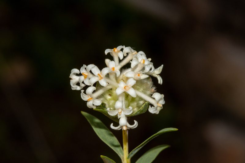 Pimelea stricta, photographed by T. Hammer