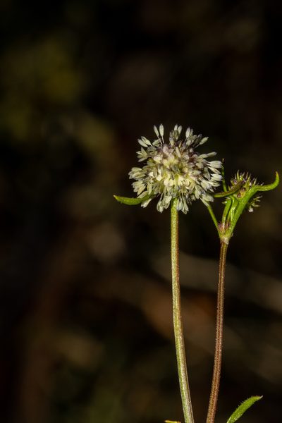Opercularia scabrida, photographed by T. Hammer