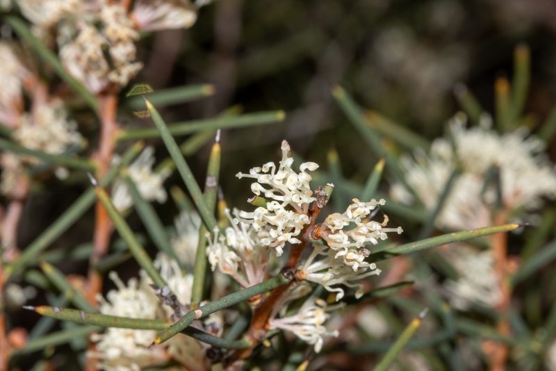 Hakea rugosa, photographed by T. Hammer