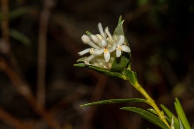 Pimelea stricta, photographed by T. Hammer