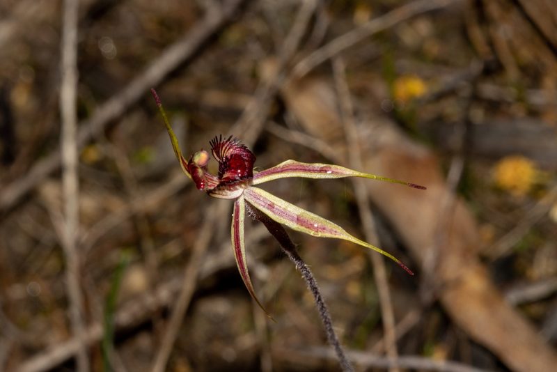 Caladenia reticulata, photographed by T. Hammer