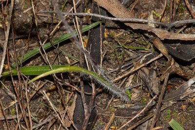 Caladenia reticulata, photographed by T. Hammer