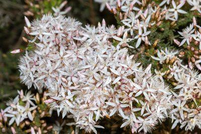 Calytrix tetragona, photographed by T. Hammer