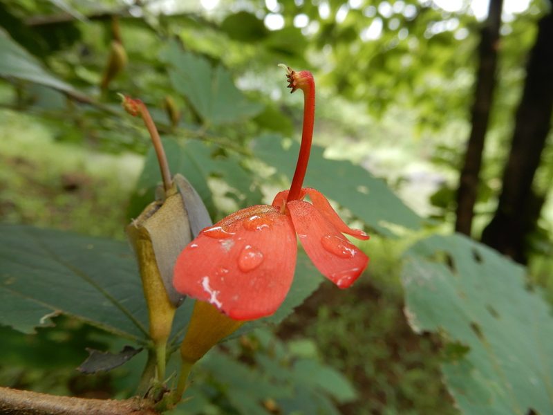 Helicteres isora, photographed by Seema Merchant