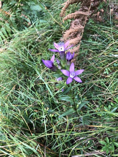 Gentianella germanica, photographed by Jonathan