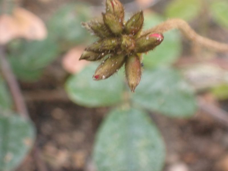Kennedia coccinea, photographed by Mark Cliff