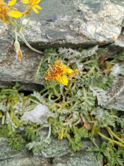 Jacobaea incana, photographed by Roland Godon