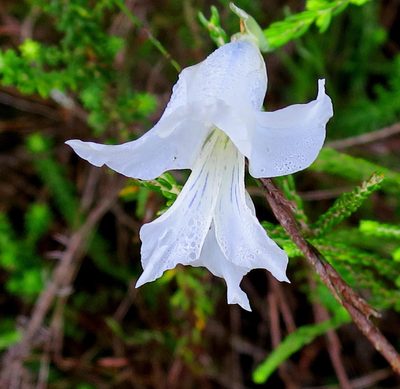 Gladiolus vaginatus, photographed by Di Turner