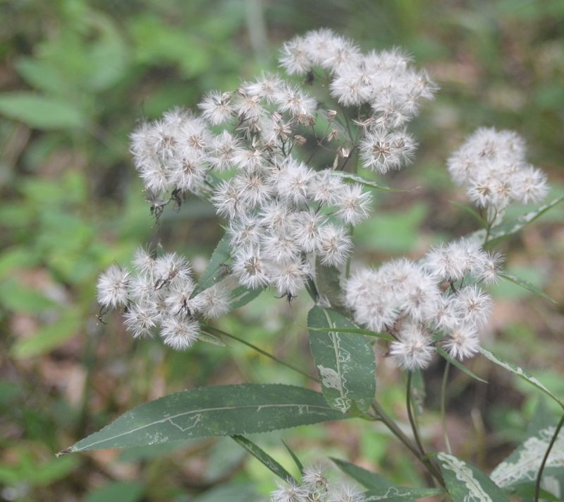 Senecio ovatus, photographed by Bin Aden