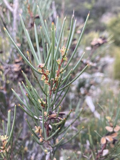 Hakea microcarpa, photographed by krumpianking