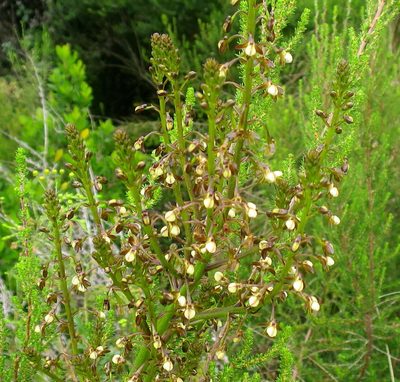 Eulophia cochlearis, photographed by Di Turner