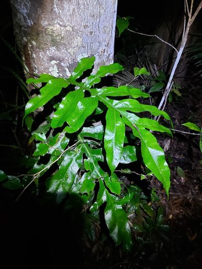 Dendroconche ampla, photographed by Tim