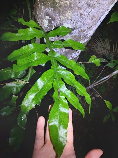 Dendroconche ampla, photographed by Tim