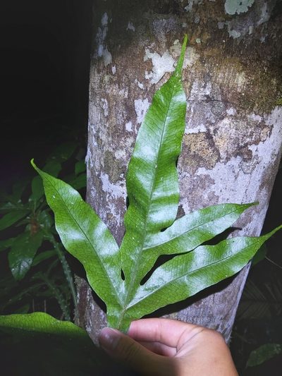 Dendroconche ampla, photographed by Tim