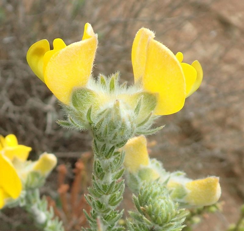 Aspalathus grandiflora, photographed by Nicola van Berkel