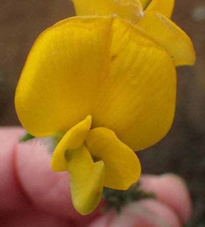 Aspalathus grandiflora, photographed by Nicola van Berkel