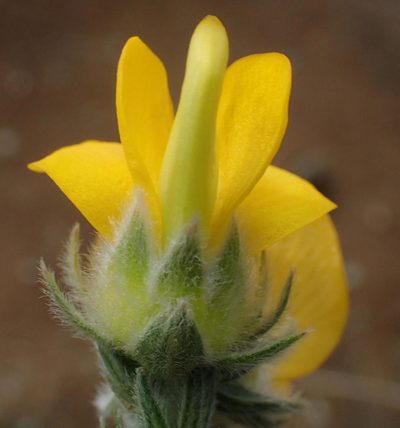 Aspalathus grandiflora, photographed by Nicola van Berkel
