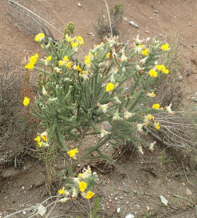 Aspalathus grandiflora, photographed by Nicola van Berkel
