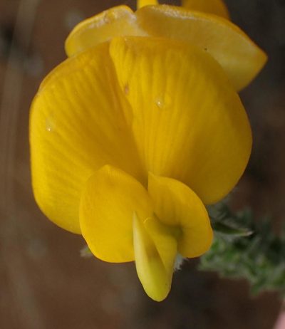 Aspalathus grandiflora, photographed by Nicola van Berkel