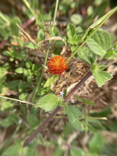 Allmania nodiflora, photographed by Swarochi Tathagath