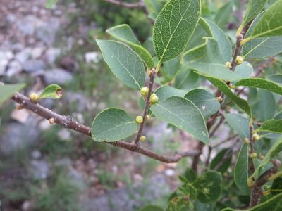 Forestiera reticulata, photographed by Jo Roberts