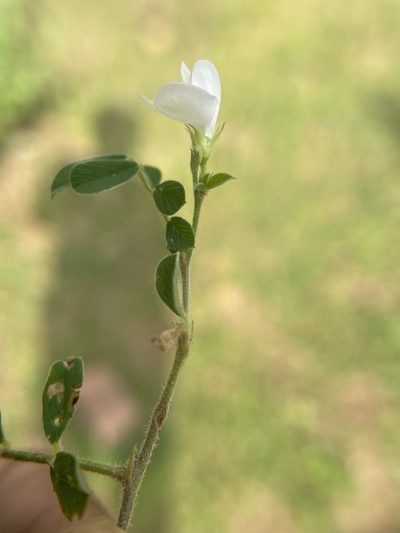 Tephrosia pumila, photographed by Swarochi Tathagath
