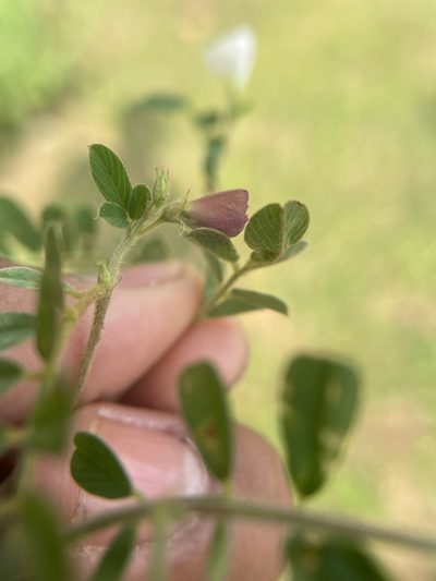 Tephrosia pumila, photographed by Swarochi Tathagath
