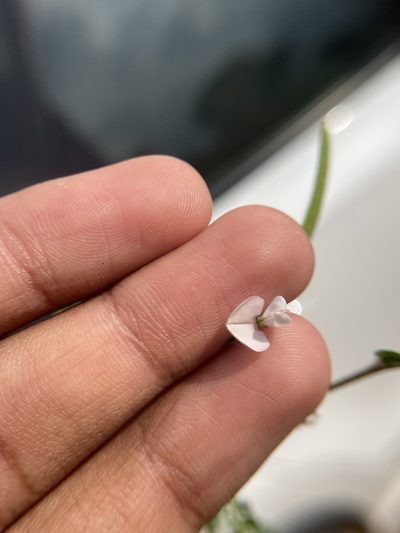 Tephrosia pumila, photographed by Swarochi Tathagath