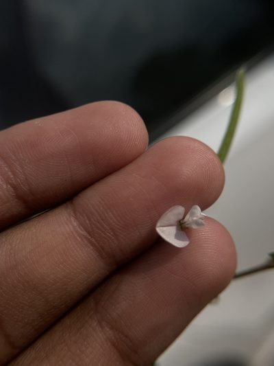 Tephrosia pumila, photographed by Swarochi Tathagath