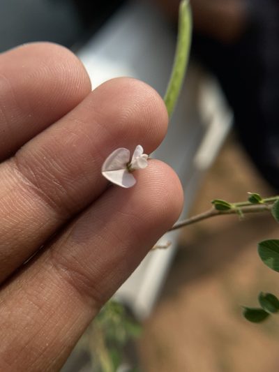 Tephrosia pumila, photographed by Swarochi Tathagath