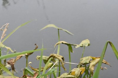 Sagittaria sagittifolia, photographed by Марина Садыкова