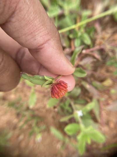 Allmania nodiflora, photographed by Swarochi Tathagath