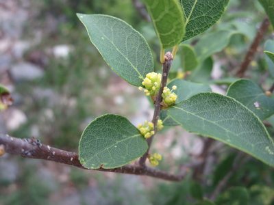 Forestiera reticulata, photographed by Jo Roberts